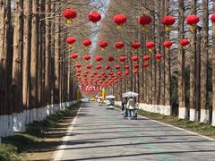 -黄海国家森林公园