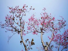 -天适樱花悠乐园