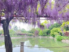 -嘉定紫藤园