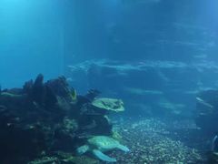 -海棠湾洲际-涛·海底餐厅·美人鱼·自助餐·海底隧道