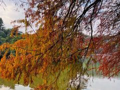 -深圳仙湖植物园