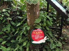-呀诺达热带雨林