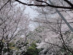 -武汉大学-樱园