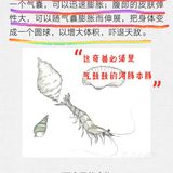 河豚打边炉——品尝《山海经》里的现实版奇兽