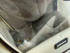 -宠颐生宠物医院·犬猫全科·皮肤科(商业街店)