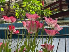 -石家庄市植物园