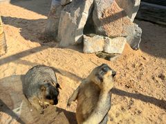 -西霞口神雕山野生动物世界