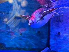 -芜湖新华联大白鲸海洋公园