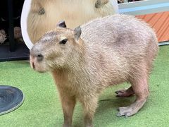 -正佳雨林生态植物园