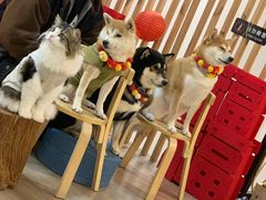 -柴迷FANS CLUB·柴犬狗咖·猫咖