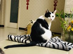 -佳怡动物医院·平价24小时·猫专科骨外科