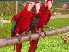 -西霞口神雕山野生动物世界