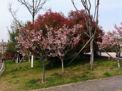 IMG_6845-南京市江宁方山