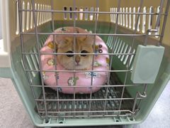 -半岛宠物医院24小时(科华中路店)