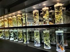 -广东中医药博物馆