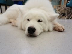 -安格丽娜·狗咖·猫咖羊驼咖(春熙路百盛商场店)