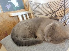 -海边的猫和咖啡馆