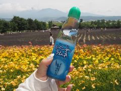 -富田农场
