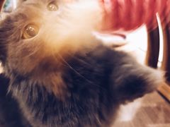-飞行喵MR PILOT|猫舍·猫咖(静安大融城店)