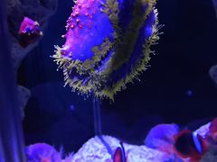 -太平洋海底世界