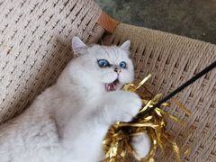 -喵屿·大理花园猫咖