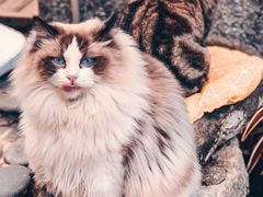 -喵屿·大理花园猫咖