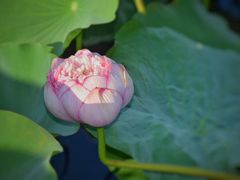 -荷塘月色湿地公园·向阳花洲