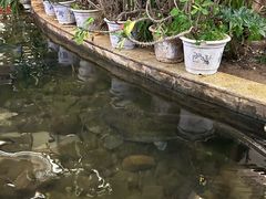 -九尊食上(生态园林酒店)