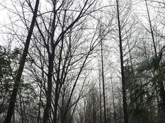 -合肥滨湖国家森林公园