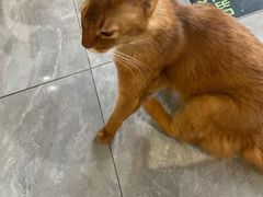 -猫小院猫主题餐厅(南锣旗舰店)