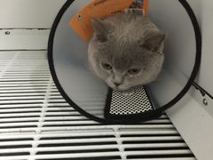 -宠颐生中康贝怡动物医院