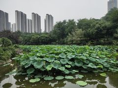 -龙头寺公园