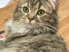 -COLOR PETS 撸猫馆·购猫·猫咖(长风大悦城店)