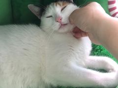 -安安宠医宠物医院·异宠·犬猫内科(岳阳分院)