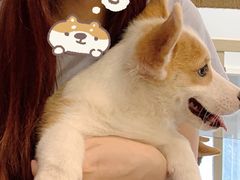 -柯斗斗主题餐厅·狗咖·围炉煮茶·茶饮(国瑞升平里店)