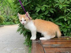 -佩兹宠物医院肿瘤专科·眼科·牙科(黄浦店)