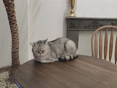 -猫友咖啡店(玉林西路店)