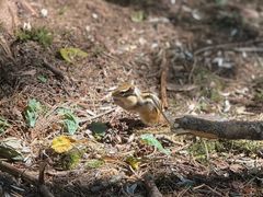 -五营红松林海景区