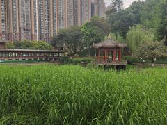 -温江公园
