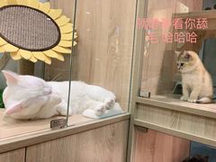 -BABIT巴比特宠物(MOMOPARK店)