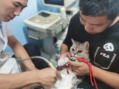 -瑞派福兴宠物医院犬猫全科·骨科·中西医结合(河东店)