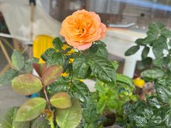 -芳姐牛杂(学子街店)