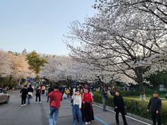 -武汉大学-樱园