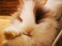 -猫猫幼稚园·撸猫·桌游·电玩
