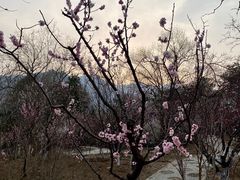 -北京鹫峰国家森林公园