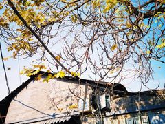 -百花深处胡同