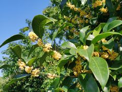 -苏州东山雕花楼宾馆