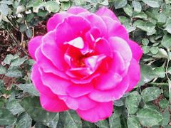 -人民公园(罗湖区)