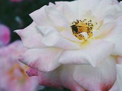 -人民公园(罗湖区)