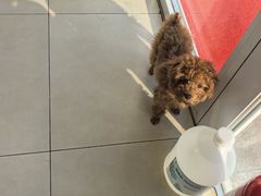 -宠福鑫康馨动物医院·骨科·眼科